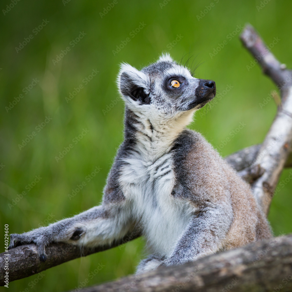 Obraz premium Lemur kata (Lemur catta)