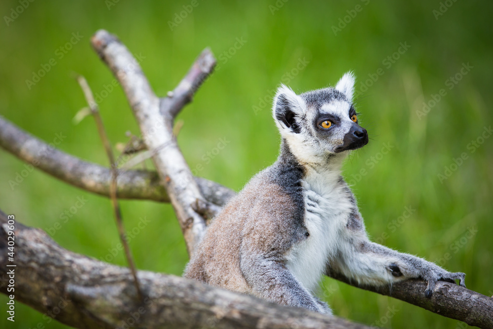 Obraz premium Lemur kata (Lemur catta)