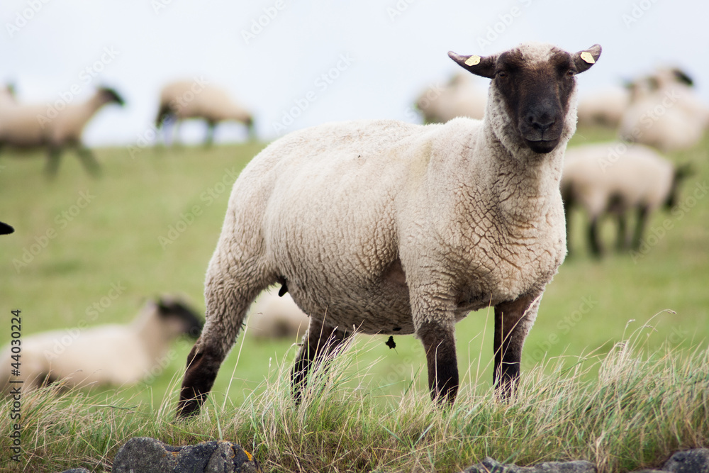 Fototapeta premium Suffolk Schaf