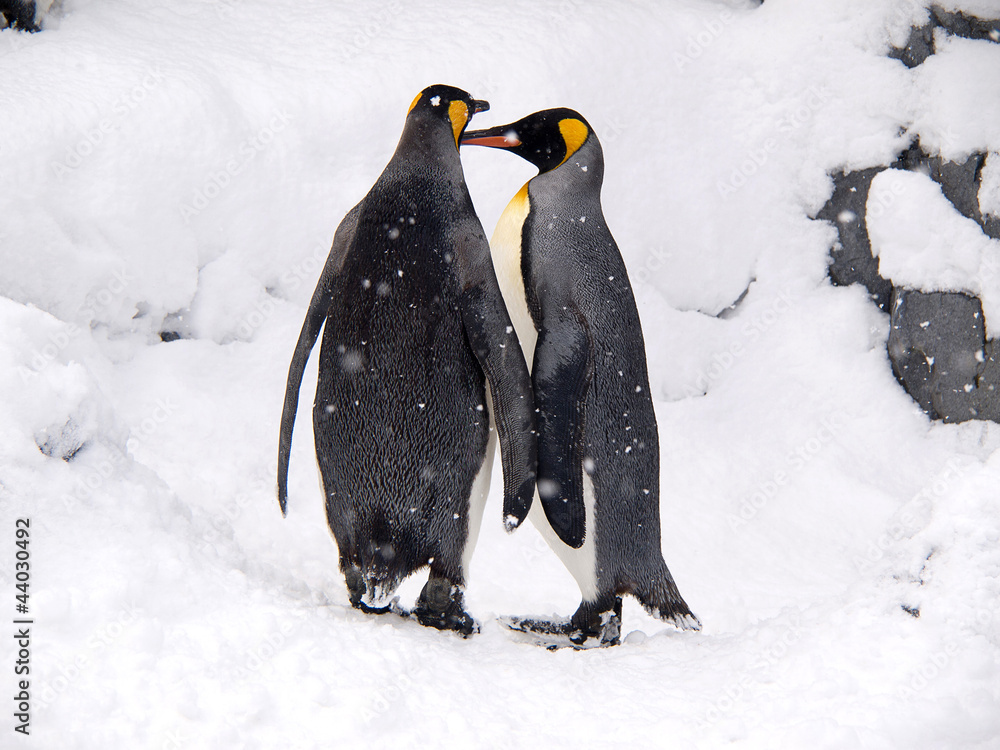 Obraz premium Couple of lovely King Penguins, Hokkaido, Japan
