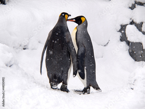 Couple of lovely King Penguins  Hokkaido  Japan