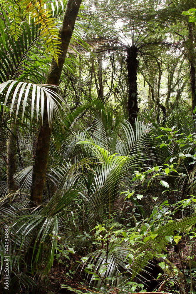 Obraz premium Tropical forest jungle