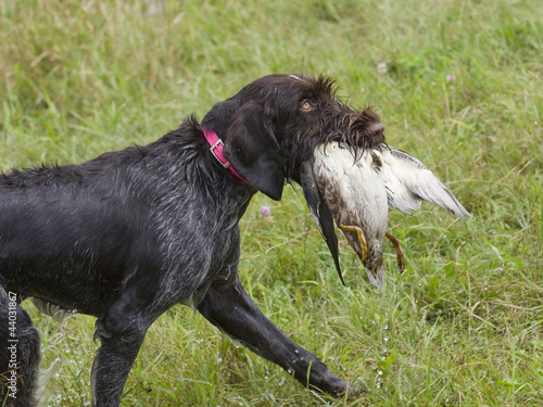 Hunting Dog Retrieving a duck