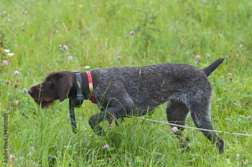 Hunting Dog On Point photo