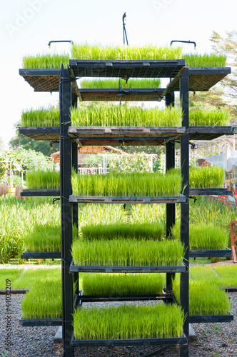 Rice seedling in tray on shelf photo