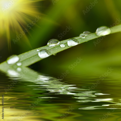 Green grass with raindrops background