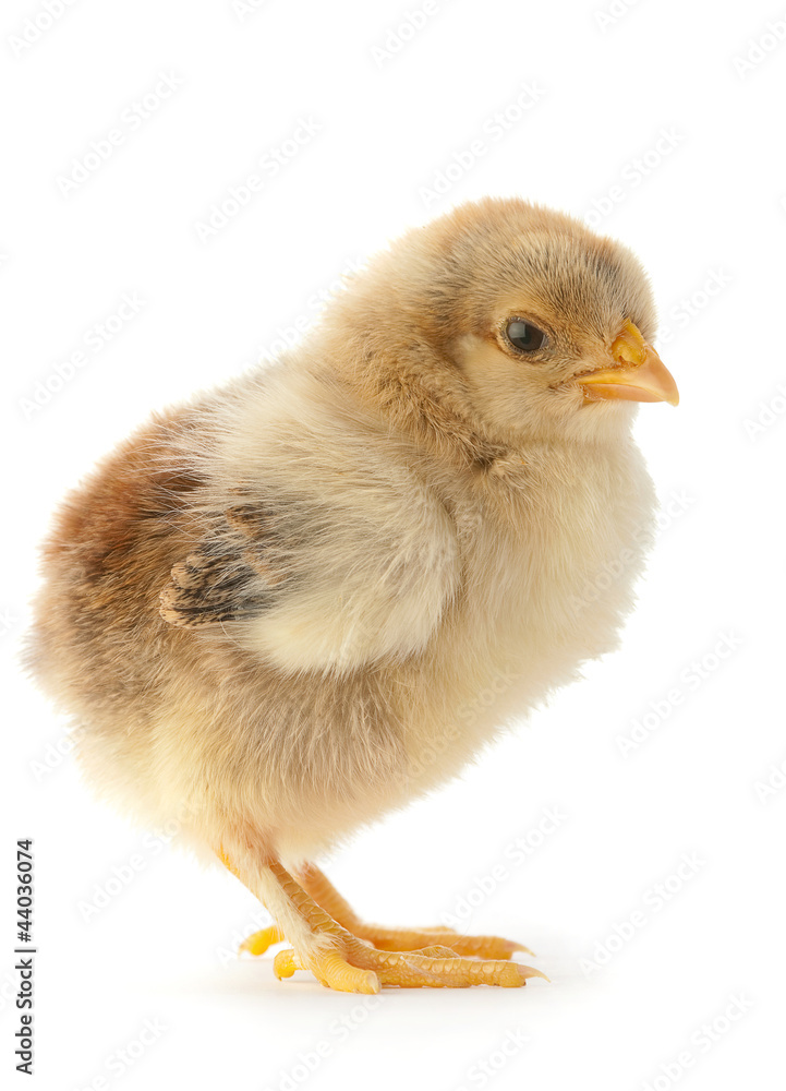 Fototapeta premium Newborn chicken isolated