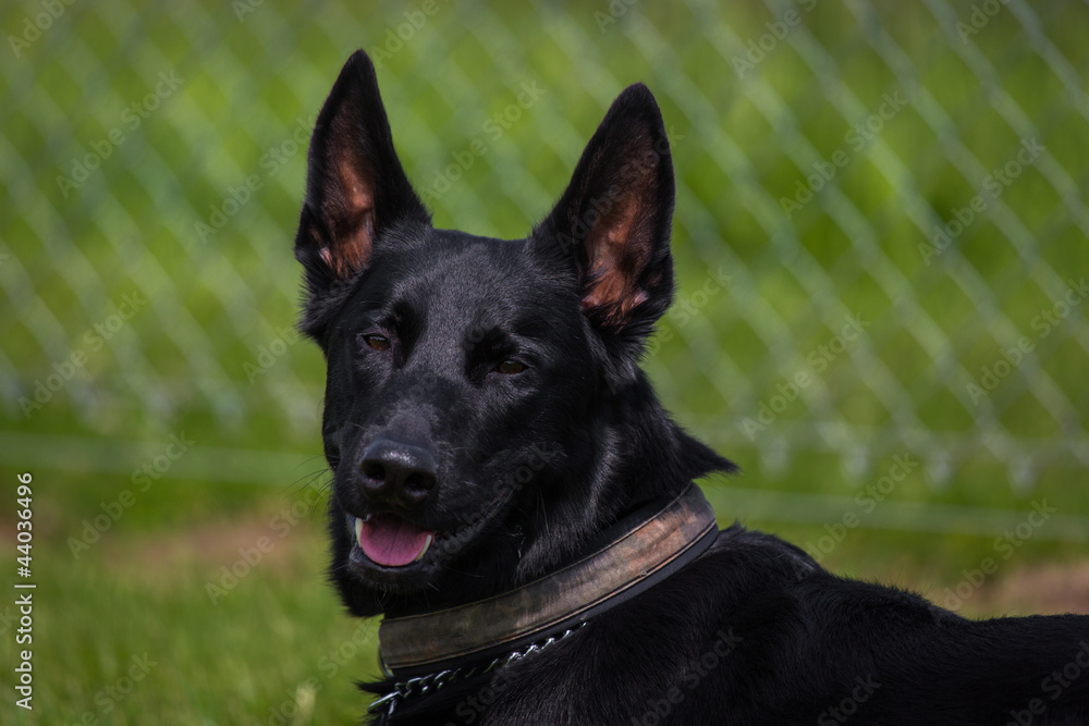 Belgischer Schäferhund