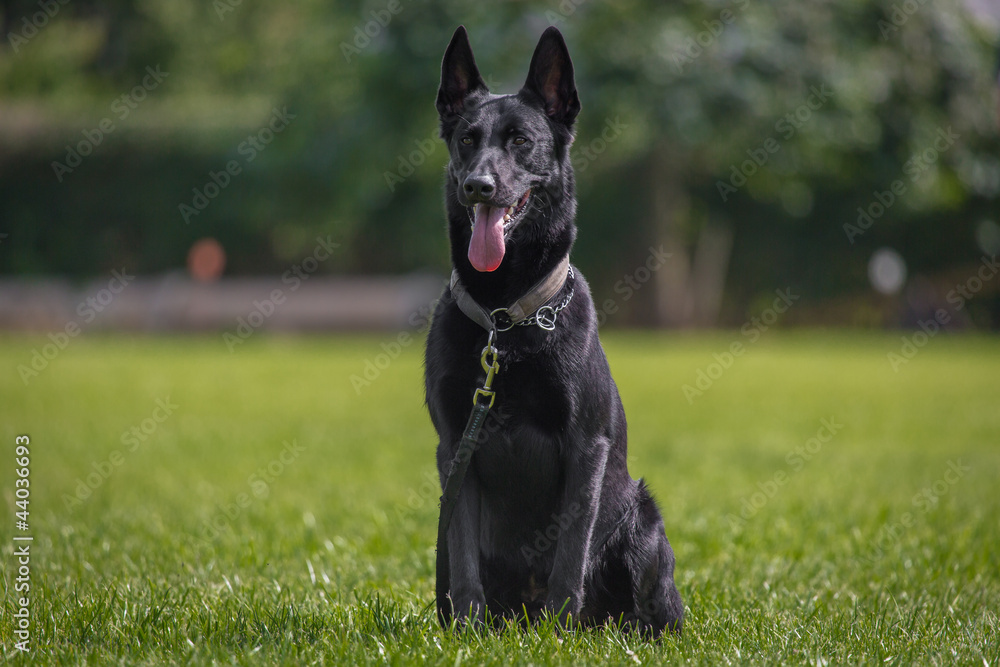 Malinois Malinois