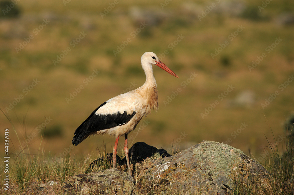 Cigüeña blanca Cigüeña blanca