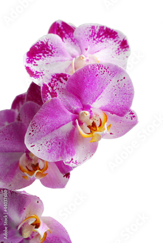 Obraz na płótnie Orchid isolated on white background w salonie