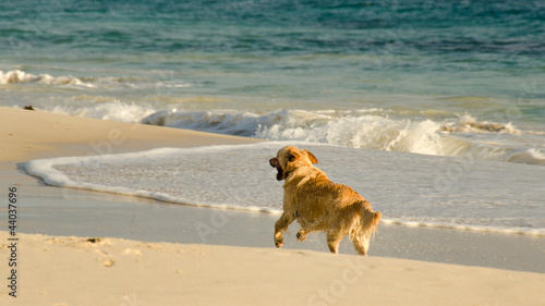 Obraz na płótnie Golden retriever running on the beach Perth Australia w salonie