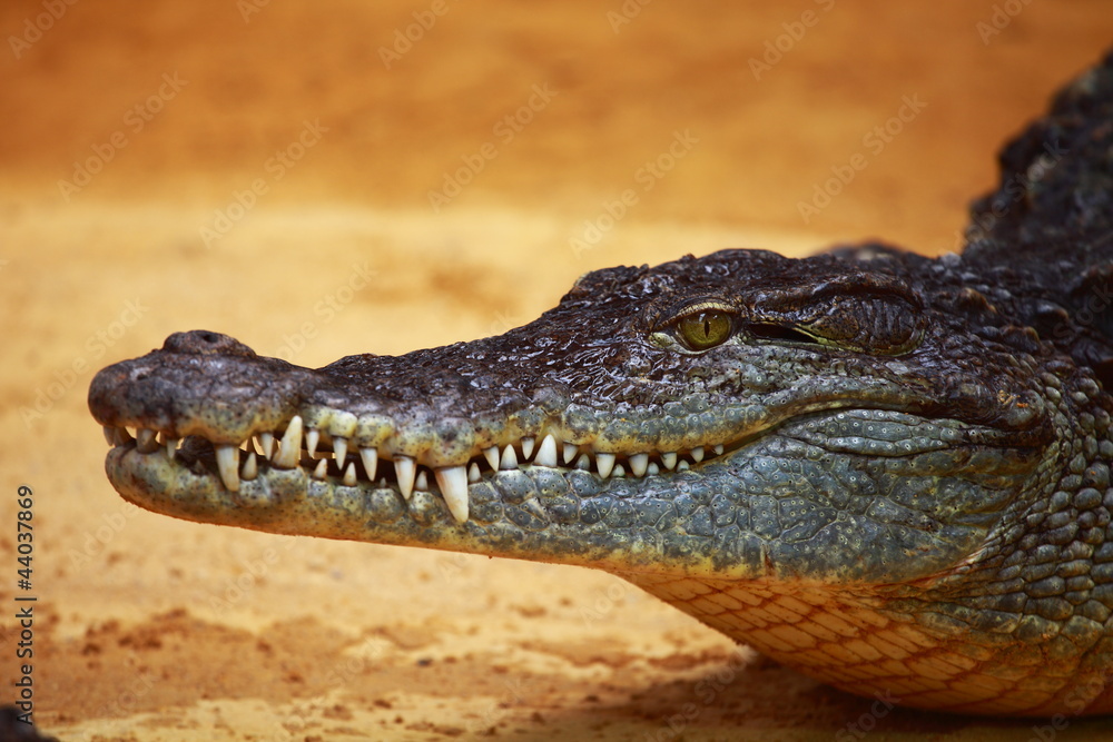 Big Crocodile on yellow sand background Big Crocodile on yellow sand background