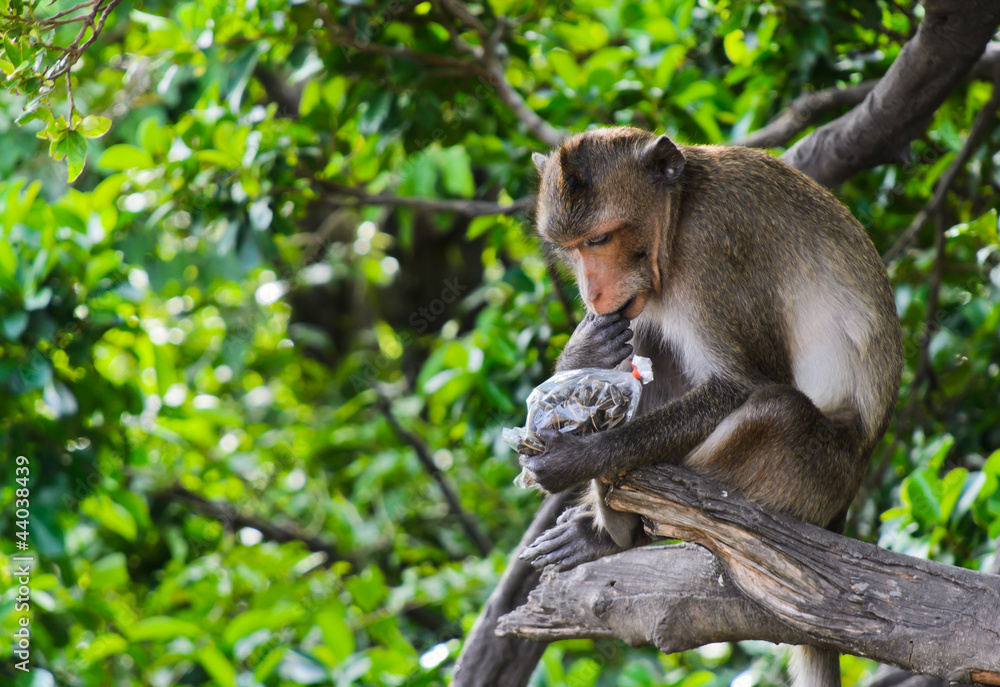 Monkey macaques sitting on tree and eating sunflower seed Monkey macaques sitting on tree and eating sunflower seed