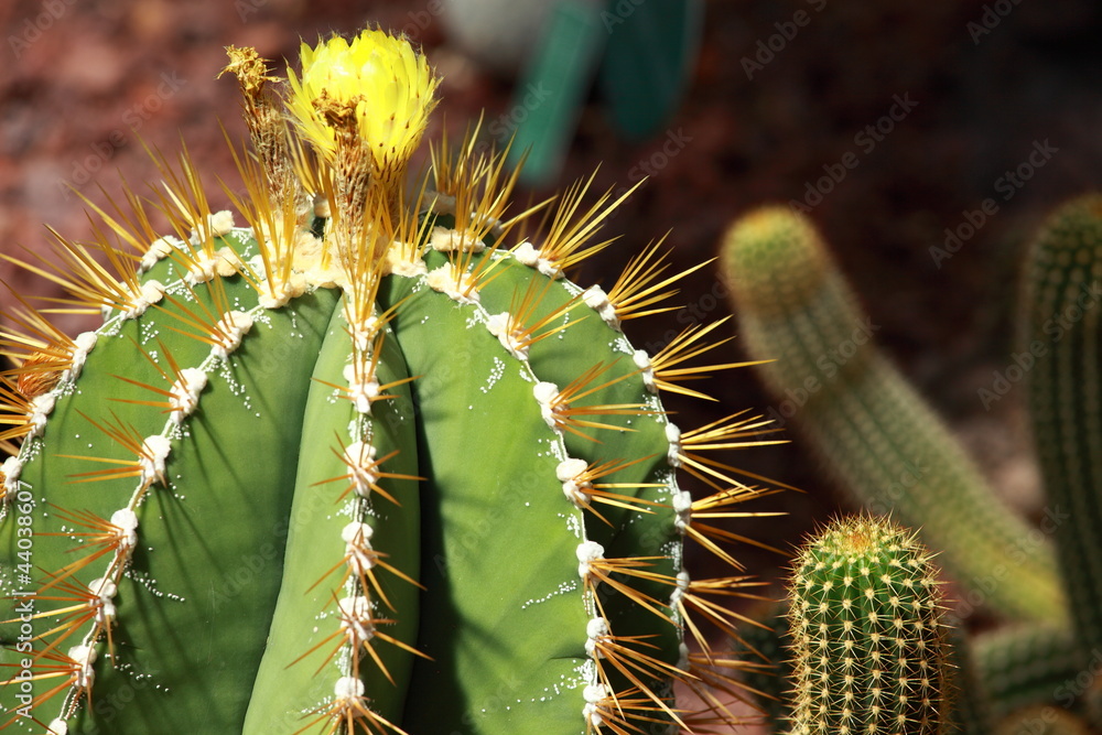 Naklejka premium close up of globe shaped cactus with long thorns
