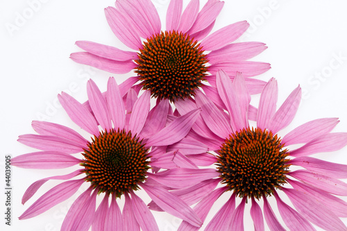 Pink coneflower head, isolated on white background