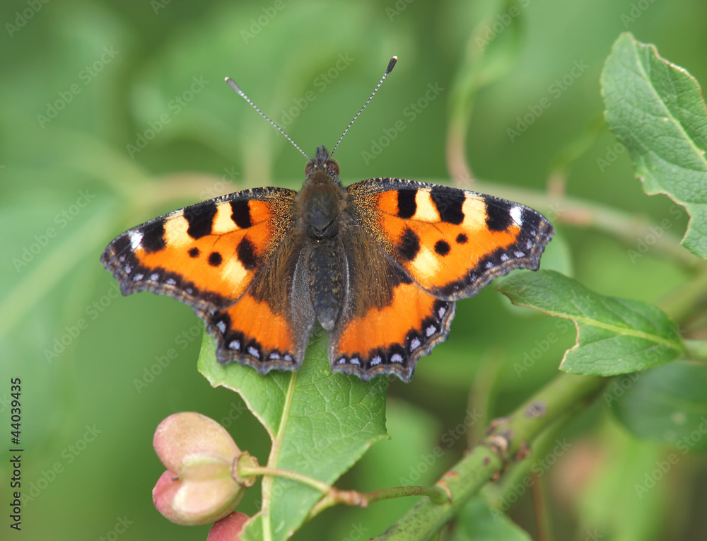 Obraz premium Schmetterling