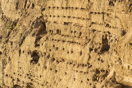 Bruthöhlen der Uferschwalben (Riparia riparia) am Brodtener Ste photo