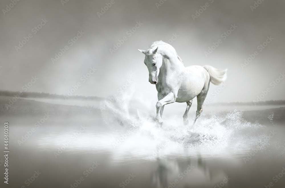 White horse running through water