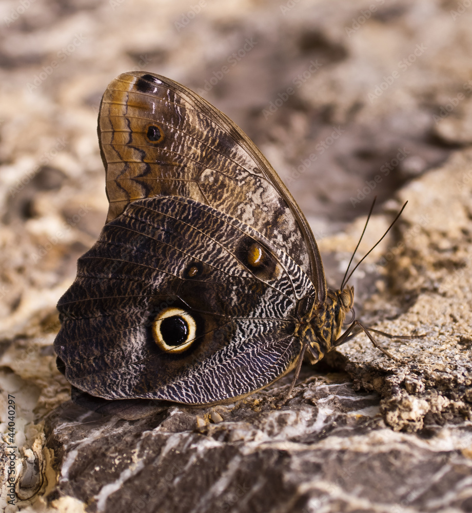 butterfly butterfly