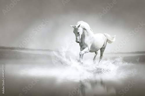 White horse running through water © PureSolution