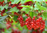 Bunch of red currants
