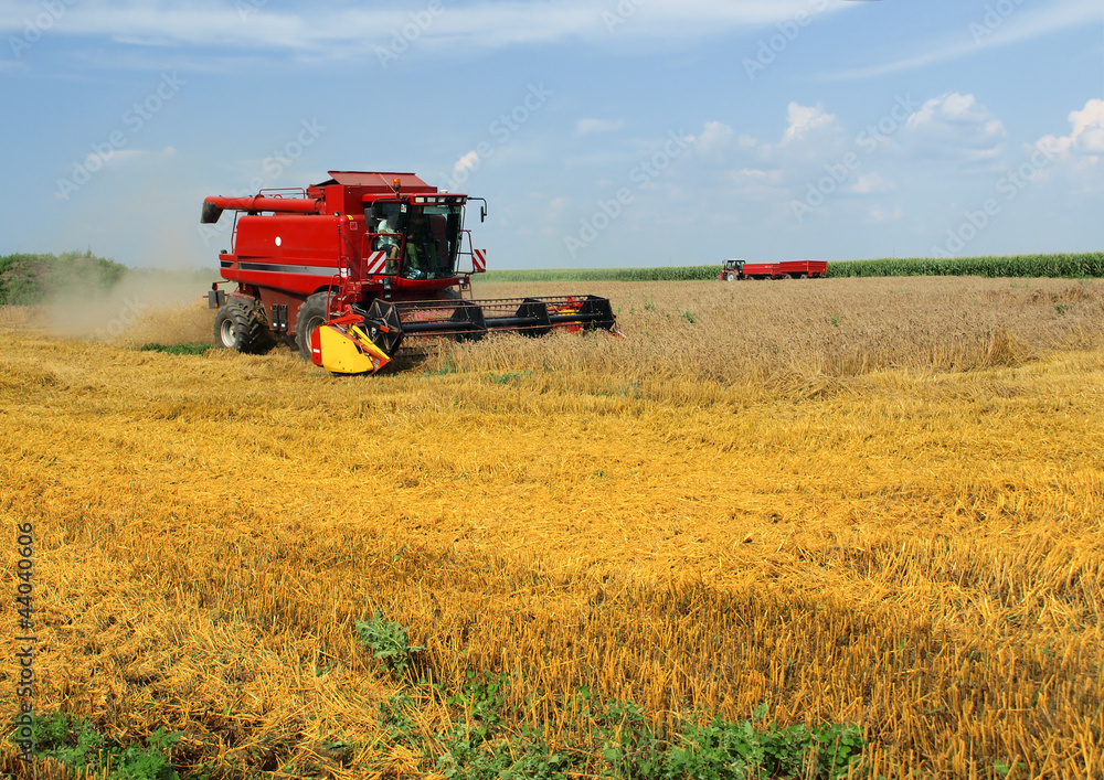 Combine harvesting wheat Combine harvesting wheat