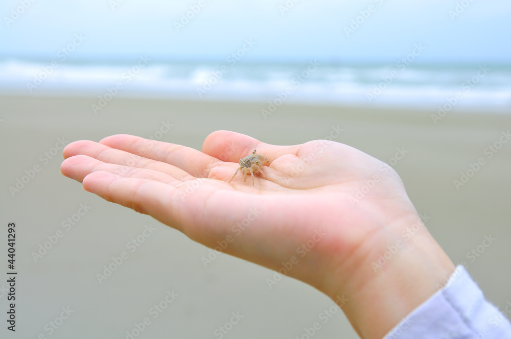 Crab in hand 