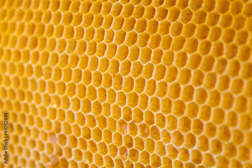 bee honey in honeycomb angle view