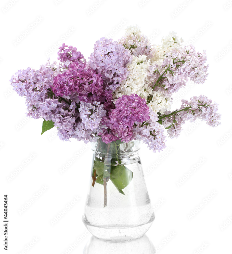 beautiful lilac flowers in glass jar isolated on white beautiful lilac flowers in glass jar isolated on white
