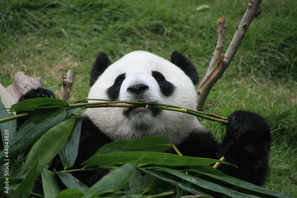 Fototapeta premium Portrait of giant panda bear eating bamboo, China