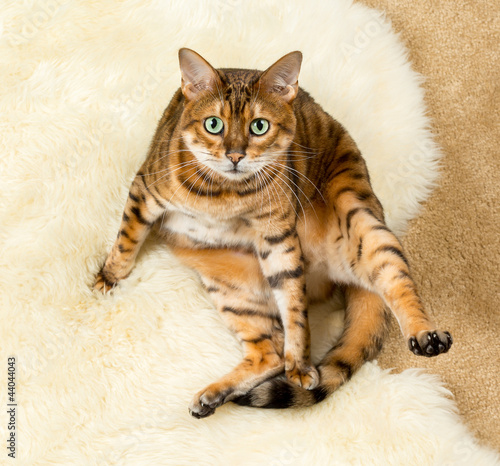Orange brown bengal cat on wool rug