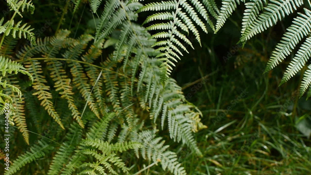 Fern (Pteridophyta). Camera move. Fern (Pteridophyta). Camera move.