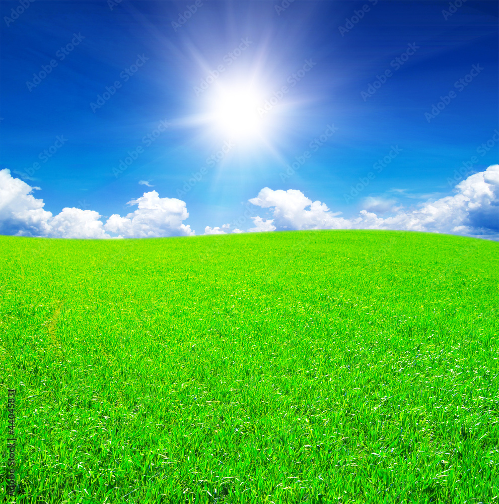 Field of grass and blue sky