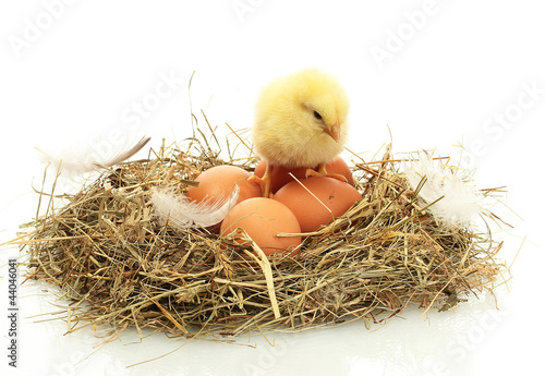 beautiful little chicken and eggs in nest, isolated on the