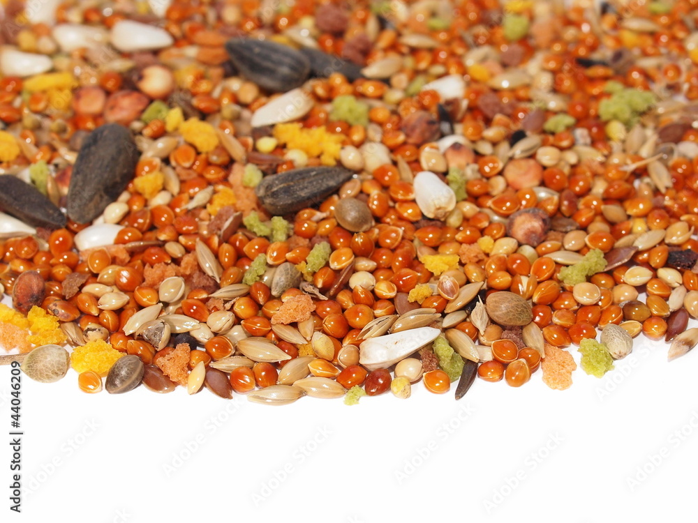 seed mixture for bird. Complete food for Lovebirds seed mixture for bird. Complete food for Lovebirds
