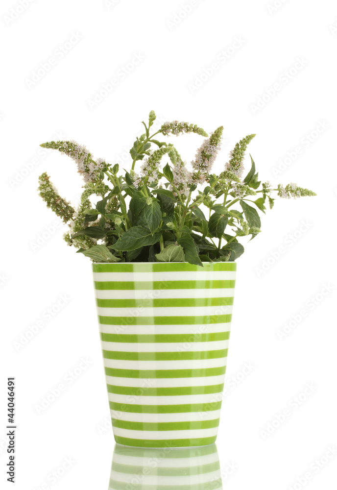 fresh mint with flowers in cup, isolated on white fresh mint with flowers in cup, isolated on white