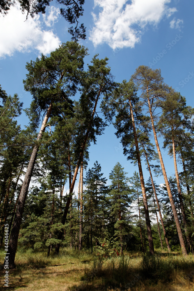Green forest with blue sky and clouds on summer day Green forest with blue sky and clouds on summer day