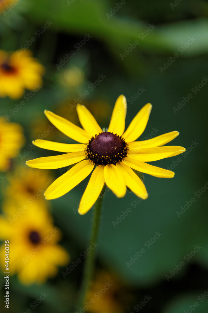sunfloweryellow flower on a green background. sunfloweryellow flower on a green background.
