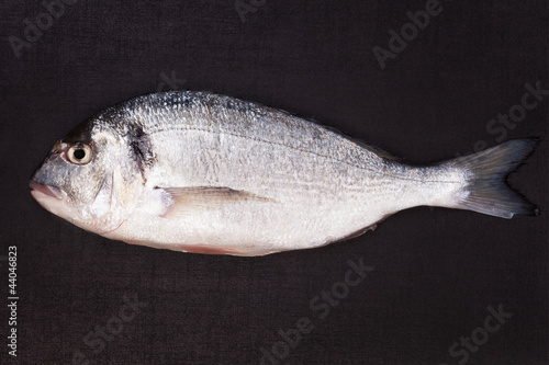 Sea bream isolated on black background.