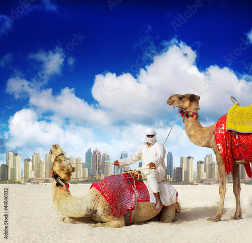 Photography Camel on Dubai Island Beach, United Arab Emirates
