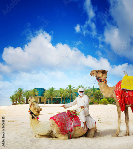 Camel on Dubai Island Beach, United Arab Emirates