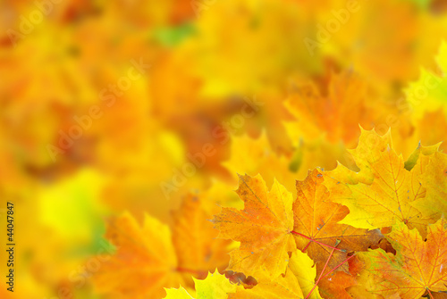 autumn leafs