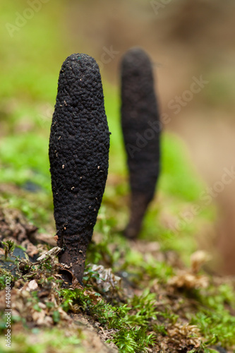 Vielgestaltige Holzkeule photo