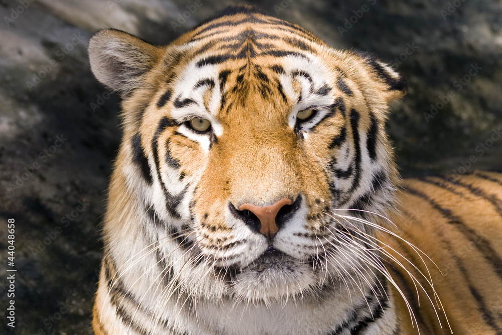 Obraz premium Siberian or Amur tiger (Panthera tigris altaica)