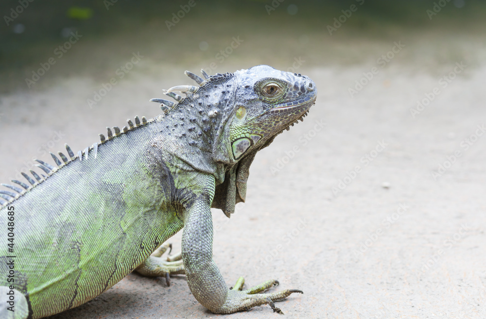 Obraz premium Iguana iguana