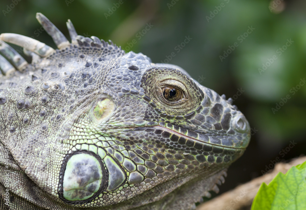 Fototapeta premium Iguana iguana