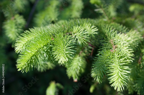 Green prickly fir branch as summer background or texture