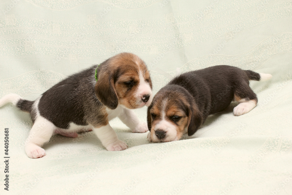puppies beagle