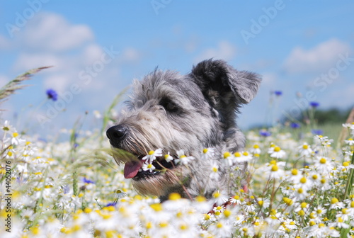Hund im Kamillenfeld